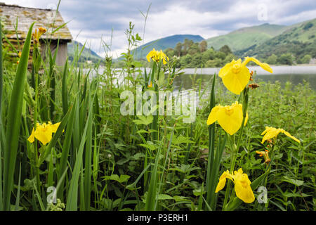 Fiori di bandiera gialla Iris (Iris pseudacorus) crescita selvaggia accanto a Grasmere lake boathouse in estate. Cumbria Lake District National Park England Regno Unito Foto Stock