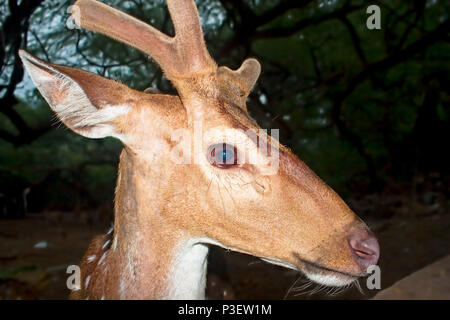 Young Buck cervi nei boschi di notte, India Foto Stock