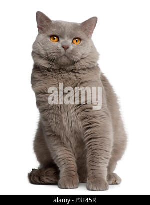 British Shorthair cat, 18 mesi di età, seduto di fronte a uno sfondo bianco Foto Stock