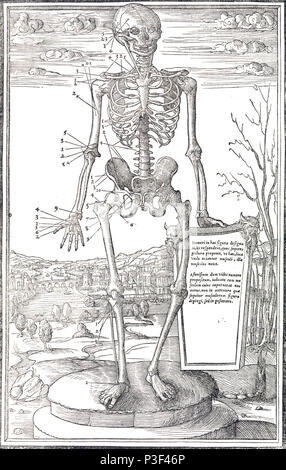 Scheletro anatomico illustrazione da De dissectione partium corporis humani libri tres da Charles Estienne pubblicato circa 1545 Foto Stock