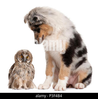 Eurasian Scops-owl, Otus scops, 2 mesi di età e pastore australiano cane davanti a uno sfondo bianco Foto Stock