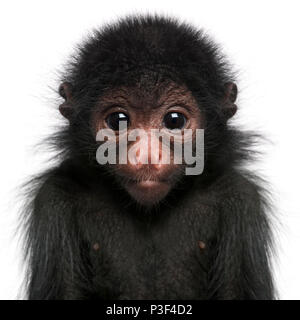 Rosso-di fronte Spider Monkey, Ateles paniscus, 3 mesi di età, di fronte a uno sfondo bianco Foto Stock