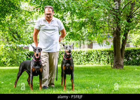 Due nero dobermann. L'uomo cammina nel parco due pureblood Dobermanns Foto Stock