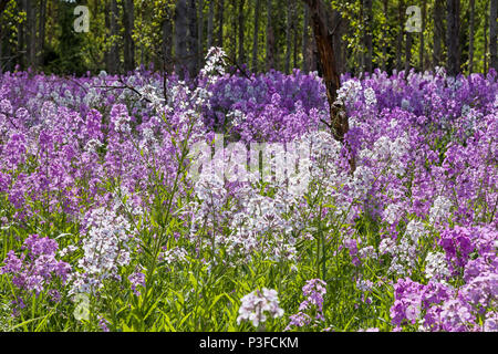 Wild Rocket fiori che crescono nella campagna di Norfolk Foto Stock