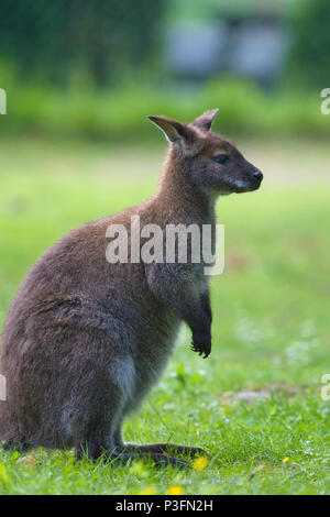 Rosso Colli, wallaby Rödhalsad vallaby (Macropus rufogriseus) Foto Stock