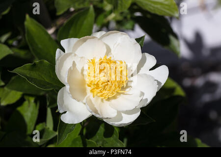 "Krinkled White' giardino comune peonia, Luktpion (Paeonia lactiflora) Foto Stock