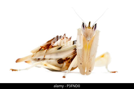 Maschio e femmina hymenopus coronatus noto anche come Malaysian orchid mantis, di fronte a uno sfondo bianco Foto Stock