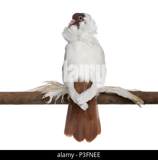 Elmetto tedesco con feathered piedi piccione appollaiato sul bastone di fronte a uno sfondo bianco Foto Stock