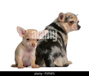 Madre Chihuahua e il suo cucciolo, 8 settimane di età, di fronte a uno sfondo bianco Foto Stock