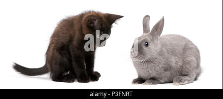 Gattino nero giocando con il coniglio di fronte a uno sfondo bianco Foto Stock