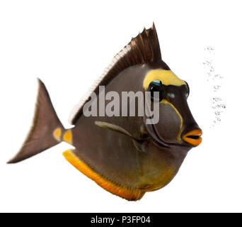 Orangespine unicornfish, Naso lituratus, di fronte a uno sfondo bianco Foto Stock