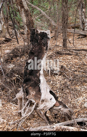 Il Wilpena Pound South Australia, bruciata albero nella boccola vicino a trail Foto Stock