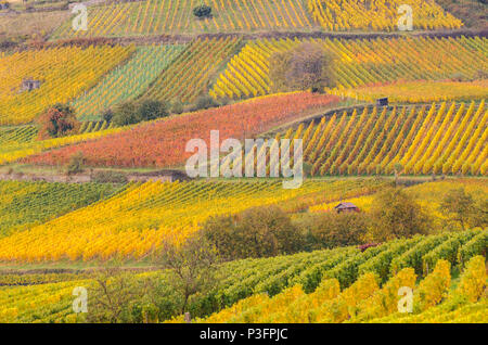 Weinberge bei Heppenheim, Bergstrasse, Odenwald Foto Stock