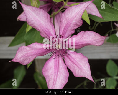 Close up di un singolo fiore di Clematis Giselle Foto Stock
