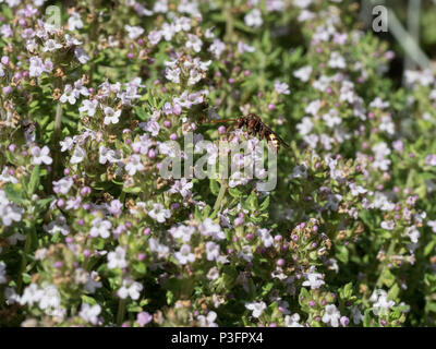 Un nomade di alimentazione delle api su fiori di timo Foto Stock