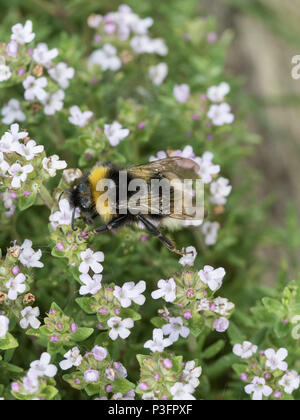 Una chiusura di un white tailed Bumble Bee alimentazione su fiori di timo Foto Stock