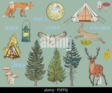 Bosco Avventura: glamping tenda, falò, campeggio lampada, luna piena, pino, abete, funghi, fox, la lepre, il capriolo, il gufo. Disegnata a mano illustrazione vettoriale. Cachi, verde, beige, marrone, giallo arancio. Illustrazione Vettoriale