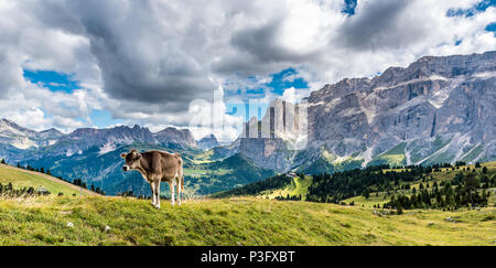 Dolomiti Italia - mucca in pascolo Foto Stock