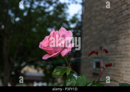 Rosa rosa nella parte anteriore della parete in sera la luce solare Foto Stock