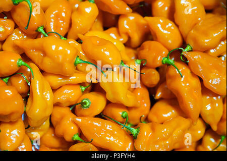 Habanero peperoncino, un ingrediente popolare nel caldo e cibi piccanti Foto Stock