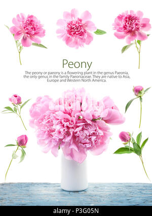 Peonia fiori isolati su bianco Foto Stock
