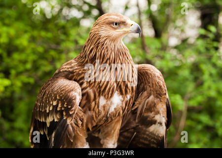 Ggolden eagle Aquila chrysaetos. Si tratta di uno dei più noti rapaci Foto Stock