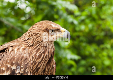 Close-up foto di aquila reale Aquila chrysaetos, uno dei più noti rapaci Foto Stock