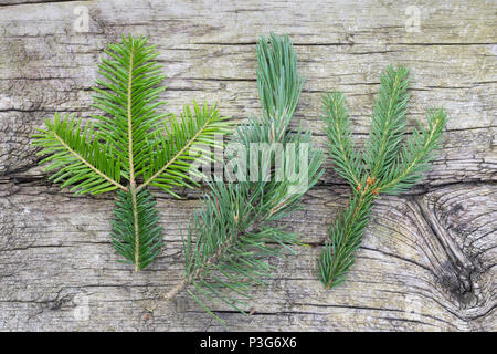 Vergleich Fichte (rechts), Weißtanne (links), Bergkiefer (Mitte). Gewöhnliche Fichte, Fichte, Rot-Fichte, Rotfichte, Picea abies, Comune di abete rosso, Spruc Foto Stock