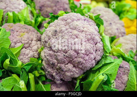 Brutto - ortaggi coltivati biologicamente cavolfiore viola Foto Stock