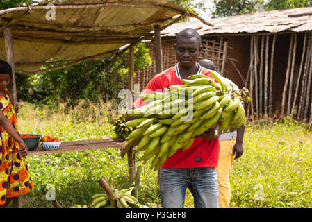 Uomo che porta in mano un grappolo di banane Awae, Camerun, Foto Stock