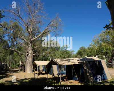 Un grande albero boab impostato tra il bloccaggio tende a El Questro Kimberley WA Australia. Foto Stock