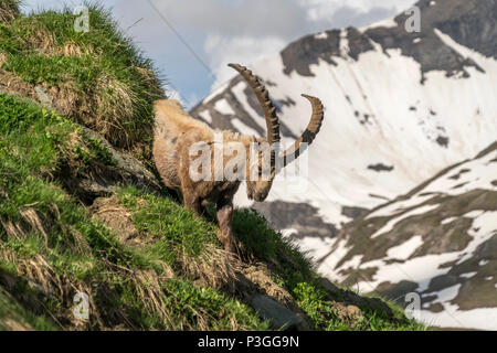 Alpensteinbock (Capra ibex) im Nationalpark Hohe Tauern, Kärnten, Österreich | Alpine Ibex ad Alti Tauri Parco Nazionale, Austria Foto Stock