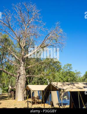 Un grande albero boab impostato tra il bloccaggio tende a El Questro Kimberley WA Australia. Foto Stock