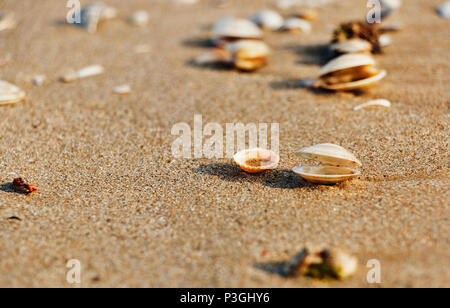 Conchiglie sulla spiaggia apportare una leggera ombra sulla sabbia ,la mattina presto ,il fuoco selettivo ,composizione orizzontale Foto Stock
