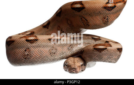 Salmone Boa constrictor, Boa constrictor, 2 mesi di età, di fronte a uno sfondo bianco Foto Stock