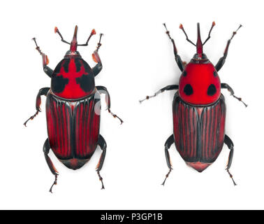 Maschio e femmina rosso curculione palm, Rhynchophorus ferrugineus, 3 settimane di età, di fronte a uno sfondo bianco Foto Stock