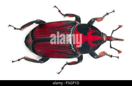 Maschio rosso curculione palm, Rhynchophorus ferrugineus, 3 settimane di età, di fronte a uno sfondo bianco Foto Stock