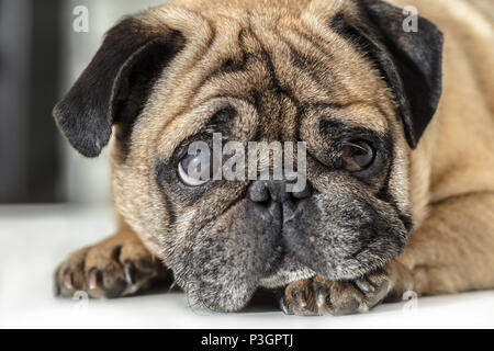 Pug dog giacente su un fondo bianco Foto Stock