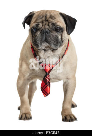 Cane pug nel tirante bianco su sfondo isolato Foto Stock