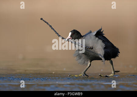 Nero / Folaga Eurasian Coot ( fulica atra ) Passeggiate sul ghiaccio, che trasportano il materiale di nidificazione, lungo bastone, sembra divertente, la fauna selvatica, l'Europa. Foto Stock