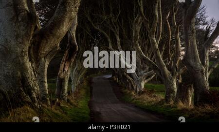 A tunnel avenue di intrecciate faggi chiamato Dark siepi, Irlanda del Nord è il popolare attrazione turistica Foto Stock