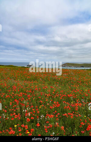 , Crantock Cornwall, Regno Unito. Il 19 giugno 2018. Regno Unito Meteo. Un caldo, se giorno nuvoloso in North Cornwall. Visto qui il West Pentire campi arabili progetto. Questa area è gestita in modo specifico come una riserva naturale. In questo momento dell'anno i campi sono pieni di papaveri e cornflowers. In aria è il suono costante di le allodole. Il regime è gestito da Natural England, il loro farm inquilini e il National Trust. Credito: Simon Maycock/Alamy Live News Foto Stock