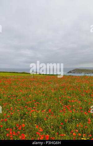 , Crantock Cornwall, Regno Unito. Il 19 giugno 2018. Regno Unito Meteo. Un caldo, se giorno nuvoloso in North Cornwall. Visto qui il West Pentire campi arabili progetto. Questa area è gestita in modo specifico come una riserva naturale. In questo momento dell'anno i campi sono pieni di papaveri e cornflowers. In aria è il suono costante di le allodole. Il regime è gestito da Natural England, il loro farm inquilini e il National Trust. Credito: Simon Maycock/Alamy Live News Foto Stock