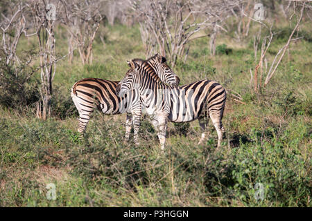 Una coppia di adulti di Equus zebra burchellii / quagga nella fitta macchia nel nord del KwaZulu-Natal, Sud Africa Foto Stock