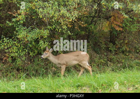 Questi sono alcuni dei fiori, insetti e animali selvatici trovati in Upstate New York. Foto Stock