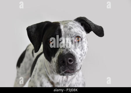 Punteggiato cane dalmata in studio Foto Stock