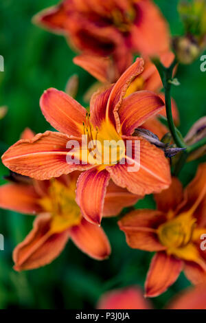 Dettaglio del giorno arancione lily (Hemerocallis fulva) Foto Stock