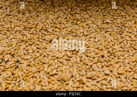 Close-up essiccato malto d'orzo in un sacco per la fabbricazione della birra  Foto stock - Alamy