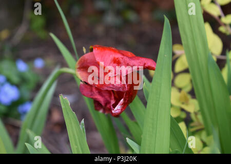 Rosso scarlatto Tulip Flower Foto Stock