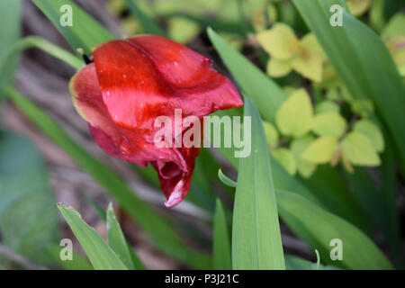 Rosso scarlatto Tulip Flower Foto Stock